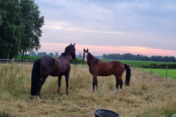 Op vakantie met je paard