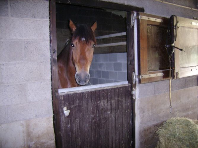 Met uw paard op vakantie