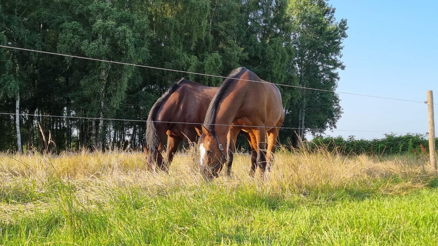 Overnachting met paarden