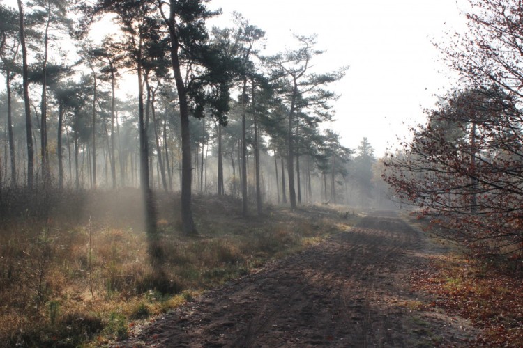 Fietsen of wandelen in de mooie natuur