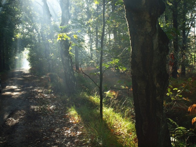 Fietsen of wandelen in de mooie natuur