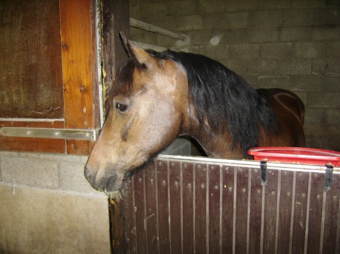 Met uw paard op vakantie