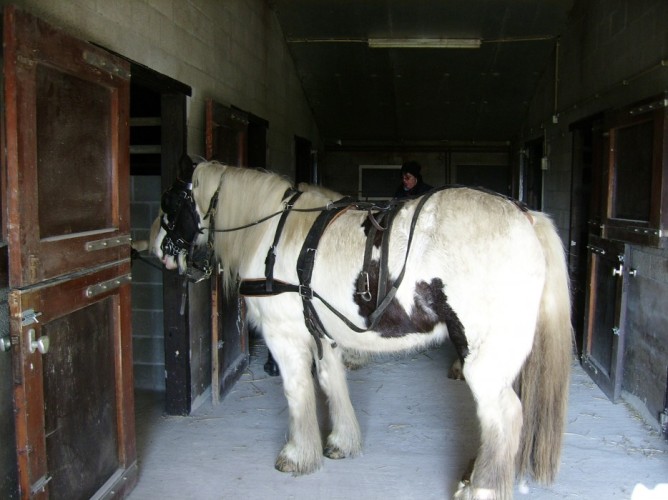 Met uw paard op vakantie