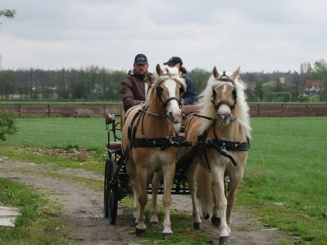 Met uw paard op vakantie